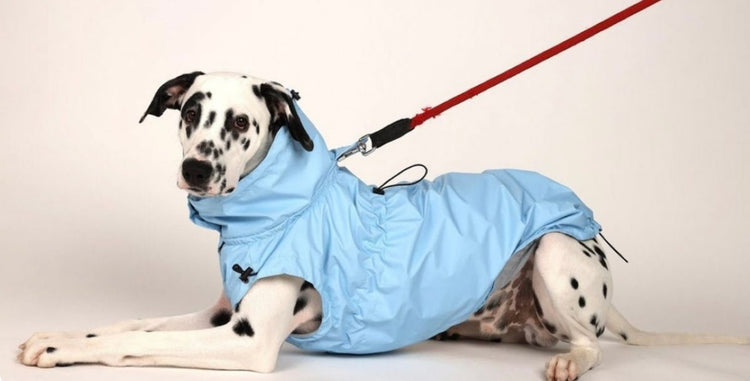 Clothing for Large Dogs