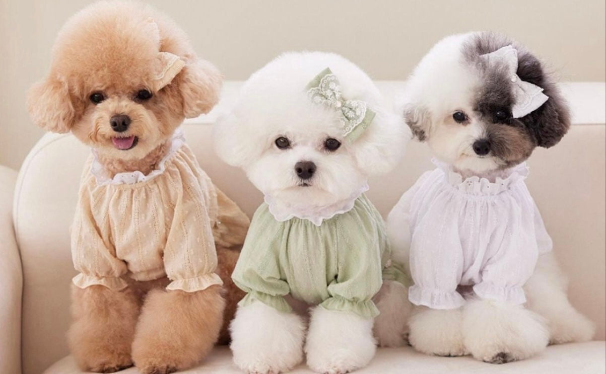 Clothing for Dogs and Accessoires