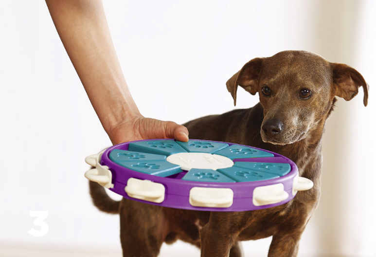 Educational Dog Board